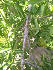 Heteromorpha arborescens
