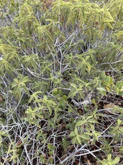 Chamaebatia australis