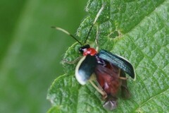 Paratriarius