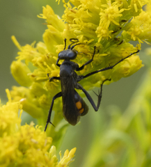 Poecilopompilus algidus