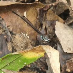 Prodasineura collaris