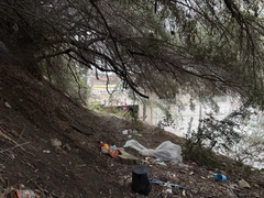 Cryptomarasmius corbariensis