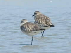 Pluvialis squatarola