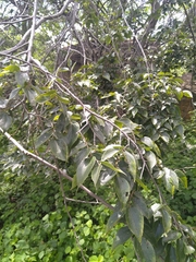 Celtis africana