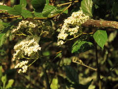 Viburnum tinoides