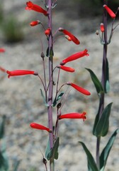 Penstemon centranthifolius