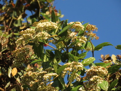 Viburnum tinoides
