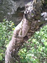 Heteromorpha arborescens