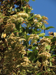 Viburnum tinoides