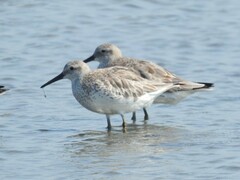 Calidris tenuirostris