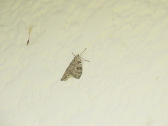 Graphidipus puncticulata