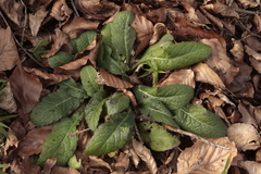 Salvia pratensis