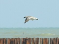 Calidris tenuirostris