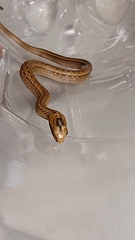 Mesotes strigatus