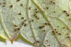 Phragmidium rubi-idaei