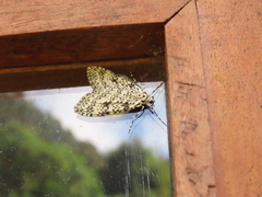 Graphidipus puncticulata