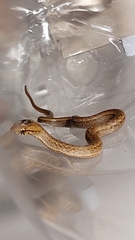 Mesotes strigatus