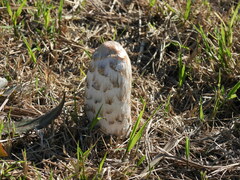 Coprinus comatus