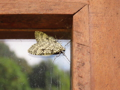 Graphidipus puncticulata