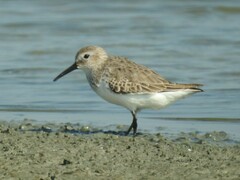 Calidris alpina