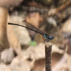 Prodasineura collaris