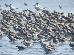 Calidris tenuirostris