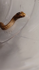 Mesotes strigatus