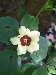 Hibiscus calyphyllus
