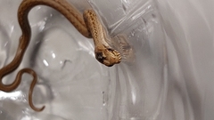 Mesotes strigatus