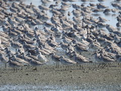 Calidris tenuirostris