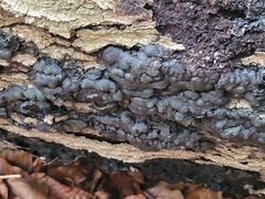 Kretzschmaria deusta