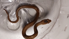 Mesotes strigatus
