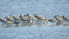 Calidris tenuirostris