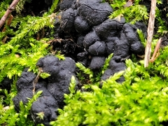 Kretzschmaria deusta