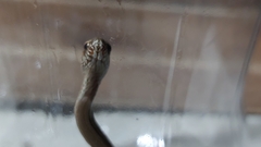 Mesotes strigatus