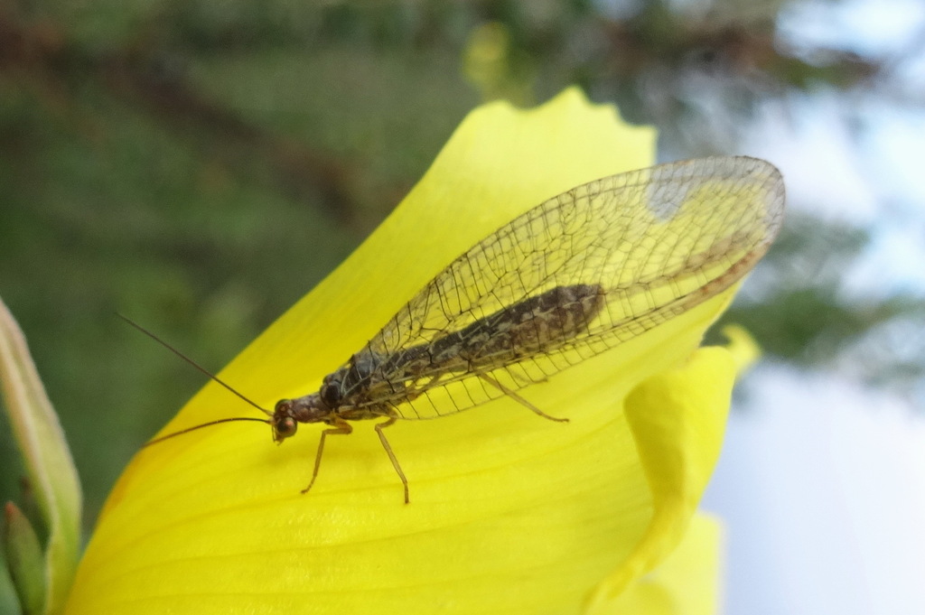 Chrysopodes porterinus