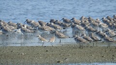 Calidris tenuirostris