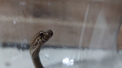 Mesotes strigatus
