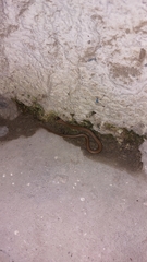 Mesotes strigatus