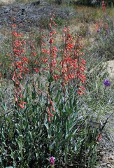 Penstemon centranthifolius