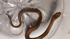 Mesotes strigatus