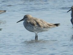 Calidris tenuirostris