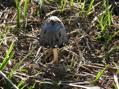 Coprinus comatus