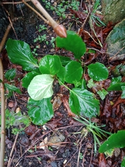 Bergenia crassifolia