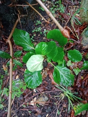 Bergenia crassifolia