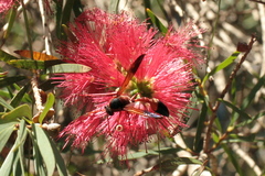 Delta dimidiatipenne