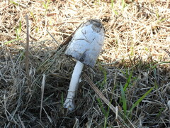 Coprinus comatus