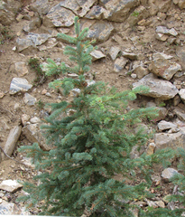 Picea engelmannii