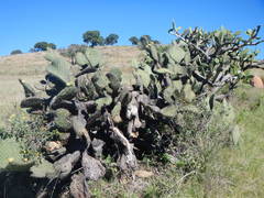 Opuntia oligacantha
