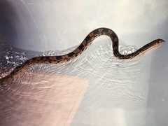 Pituophis melanoleucus melanoleucus